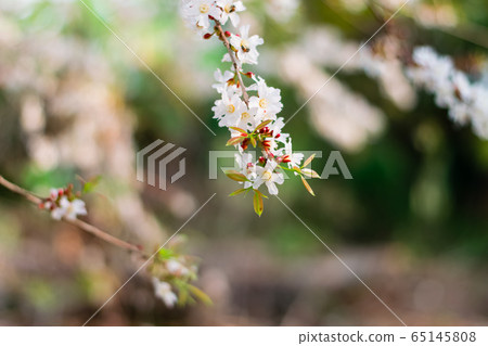 Guttiferae flower blossom Guttiferae flower blossom 65145808