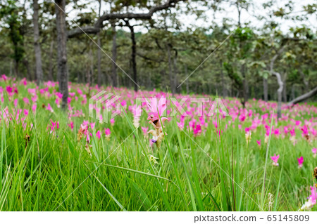 Beautiful Siam Tulip 65145809