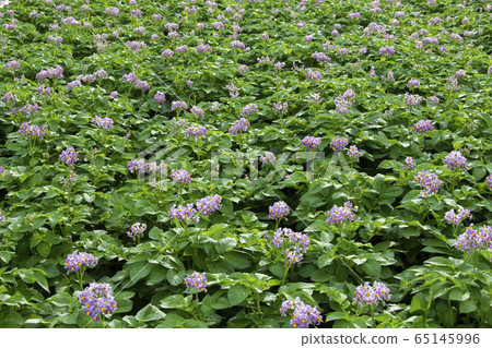 Potato field 65145996