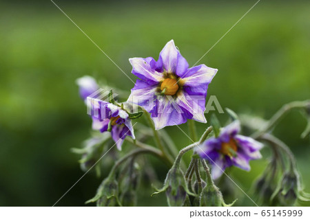 Potato flowers 65145999