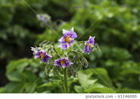 馬鈴薯花 照片素材 圖片 圖庫