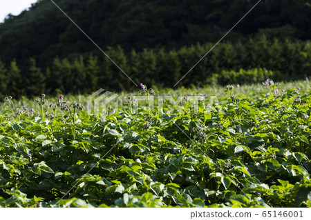Potato field 65146001