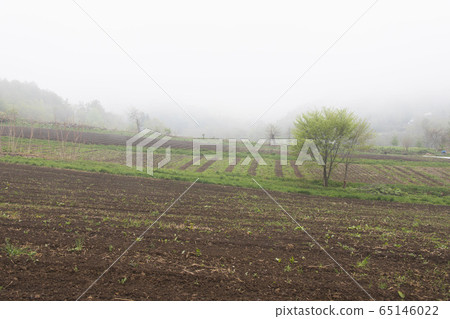 Mist farmland Mist farmland 65146022