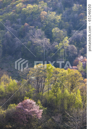 新鮮的綠色和櫻花 新鮮的綠色和櫻花 65146030