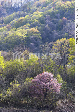 新鮮的綠色和櫻花 65146036