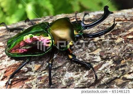Nujiiro stag beetle in the forest tree Nujiiro stag beetle in the forest tree 65146125