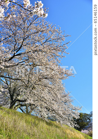 宮川Tsu的櫻花盛開 宮川Tsu的櫻花盛開 65146159
