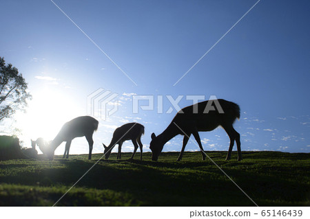 West sun, blue sky and three deer [silhouette] 65146439