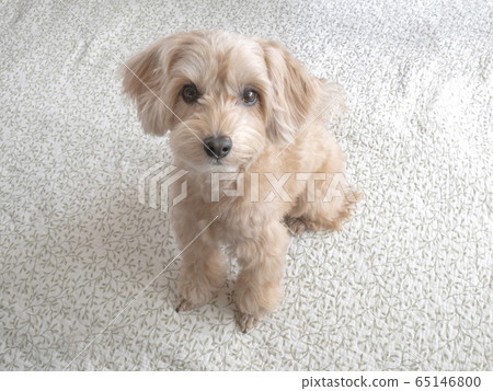 A cute small apricot dog that sits and looks at you [Malpu] 65146800