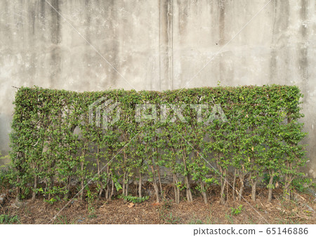 Bush plants, shrubs, or small green trees in Bush plants, shrubs, or small green trees in 65146886
