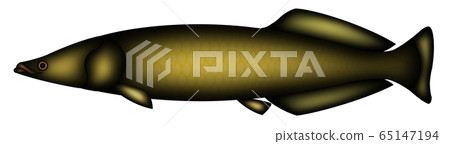 Pirarucu Pirarucu 65147194