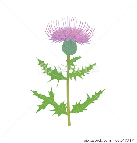 Thistle 65147317