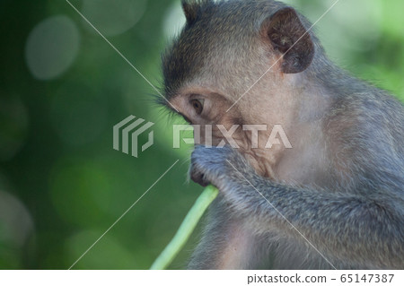 Cute monkey Cute monkey 65147387