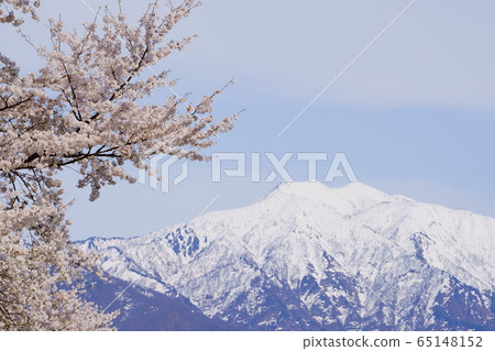 Spring landscape of snow country, co-star of snowy mountains and cherry blossoms Spring landscape of snow country, co-star of snowy mountains and cherry blossoms 65148152