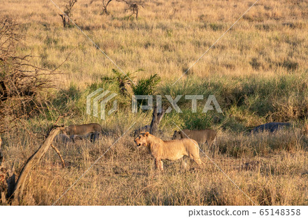 A herd of lions at a morning safari in Serengeti, Tanzania A herd of lions at a morning safari in Serengeti, Tanzania 65148358