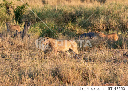 A herd of lions at a morning safari in Serengeti, Tanzania A herd of lions at a morning safari in Serengeti, Tanzania 65148360