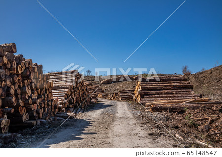 Timber stacks at Bonny Glen in County Donegal - Ireland 65148547