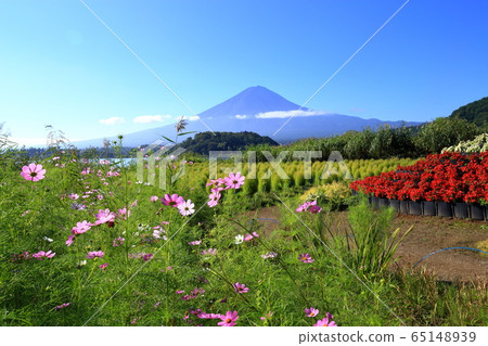 山梨縣秋湖川口大石公園與秋天的櫻花 65148939