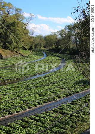 Daio Wasabi Farm Azumino 65149001