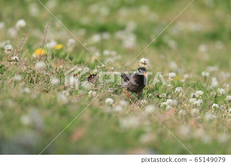 ling鳥Muku鳥Muku鳥Mukudori小鳥野生鳥 ling鳥Muku鳥Muku鳥Mukudori小鳥野生鳥 65149079