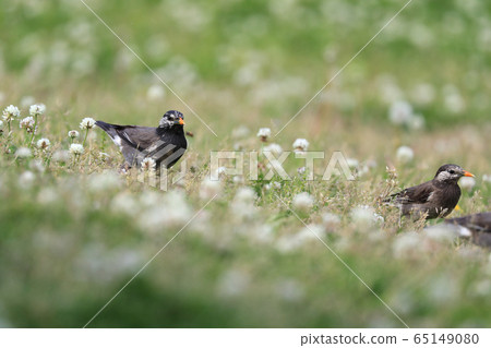 ling鳥Muku鳥Muku鳥Mukudori小鳥野生鳥 ling鳥Muku鳥Muku鳥Mukudori小鳥野生鳥 65149080