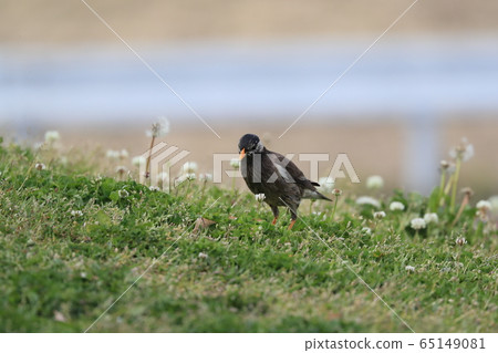 ling鳥Muku鳥Muku鳥Mukudori小鳥野生鳥 ling鳥Muku鳥Muku鳥Mukudori小鳥野生鳥 65149081