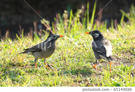 ling鳥Muku鳥Muku鳥Mukudori小鳥野生鳥 65149086