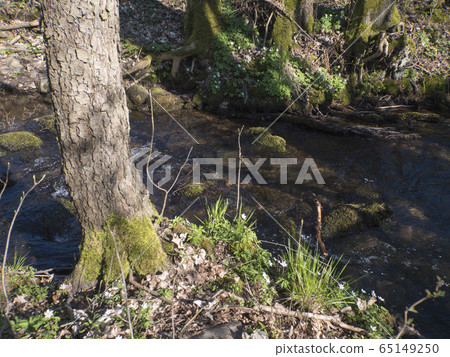 Forest brook, water stream with beautiful white wood anemone flower, Anemone nemorosa,moss covered stones and trees in sun light. Spring floral background Forest brook, water stream with beautiful white wood anemone flower, Anemone nemorosa,moss covered stones and trees in sun light. Spring floral background 65149250