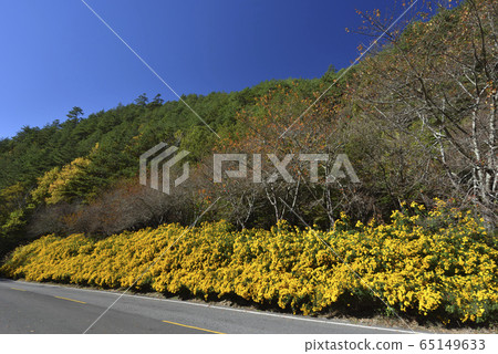 Wuling Farm, Taiwan, Taichung City, autumn, flowers, aromatic marigold Wuling Farm, Taiwan, Taichung City, autumn, flowers, aromatic marigold 65149633
