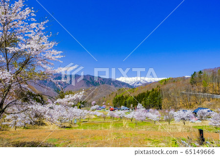 Sakura no Sato and Snow Mountain 2 65149666