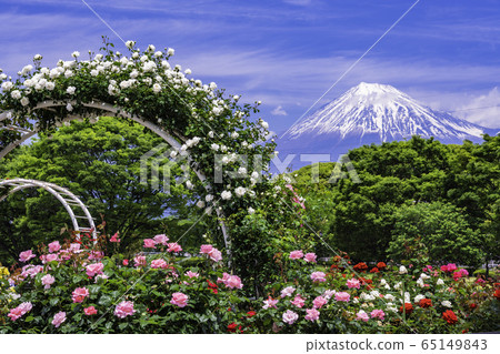 (Shizuoka Prefecture) Rose of Fuji city central park Mt. Fuji behind (Shizuoka Prefecture) Rose of Fuji city central park Mt. Fuji behind 65149843