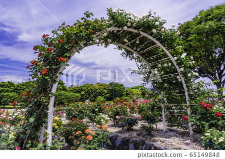 (Shizuoka Prefecture) Rose of Fuji city central park Mt. Fuji behind (Shizuoka Prefecture) Rose of Fuji city central park Mt. Fuji behind 65149848