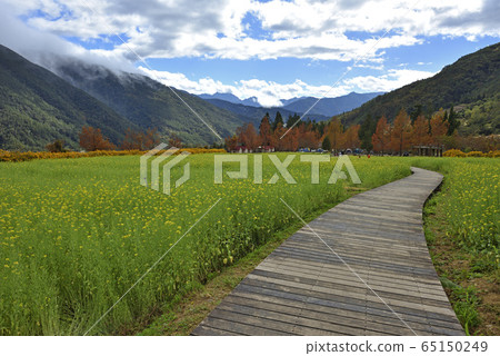 武陵農場,台灣,台中市,油菜花,花田,小木屋,露營區,路徑,步道 65150249