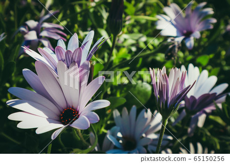 Flower Flower 65150256