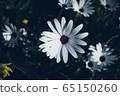 花卉 65150260