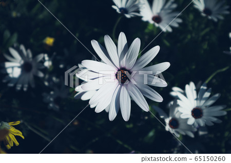花卉 65150260