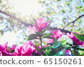 花卉 65150261