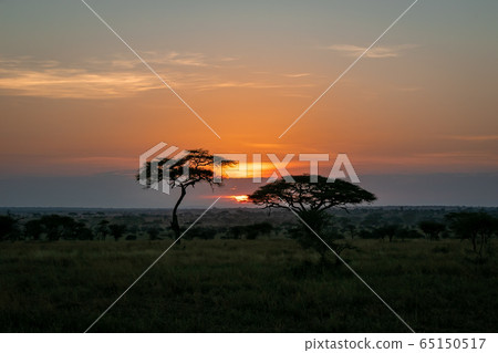 Vibrant orange sunrise and acacia tree in Serengeti, Tanzania 65150517