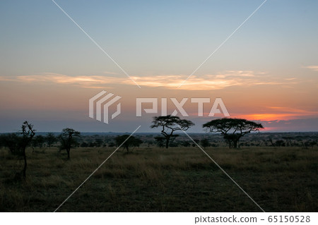 Tanzania Serengeti sunrise and acacia trees in the distance 65150528