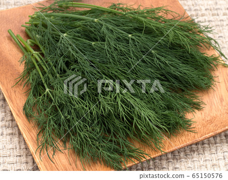 草藥蒔蘿 草藥蒔蘿 65150576