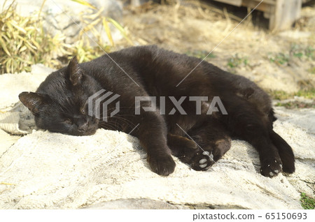 Black cat taking a nap in the garden Black cat taking a nap in the garden 65150693
