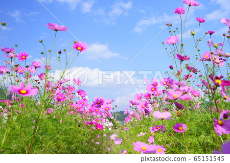 波斯菊4在清新的秋天天空和田野中盛開 65151545