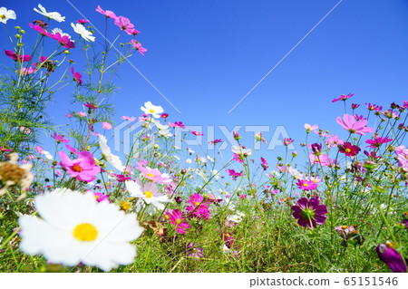 Cosmos 5 blooming in the refreshing autumn sky and fields Cosmos 5 blooming in the refreshing autumn sky and fields 65151546