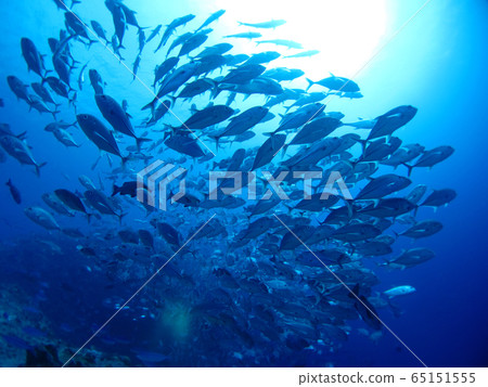 Herd of Ginga macaque diving underwater photo Palau Herd of Ginga macaque diving underwater photo Palau 65151555