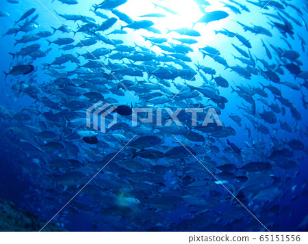 Herd of Ginga macaque diving underwater photo Palau 65151556