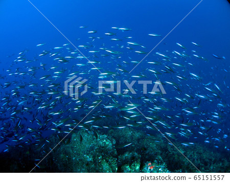 School of fish diving underwater photo School of fish diving underwater photo 65151557