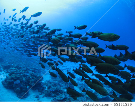 魚群潛水水下照片帕勞 魚群潛水水下照片帕勞 65151559