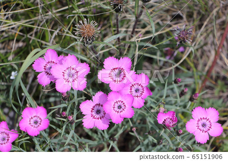 Flowers of the Altai Mountains, carnation Flowers of the Altai Mountains, carnation 65151906