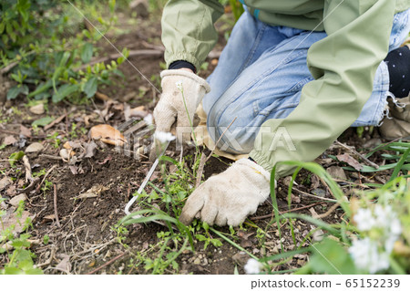 Weeding the garden 65152239