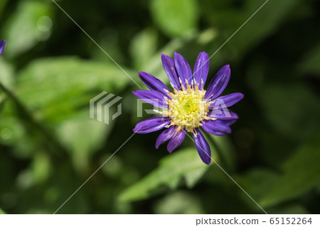 Miyako Wasure Miyako Wasure 65152264